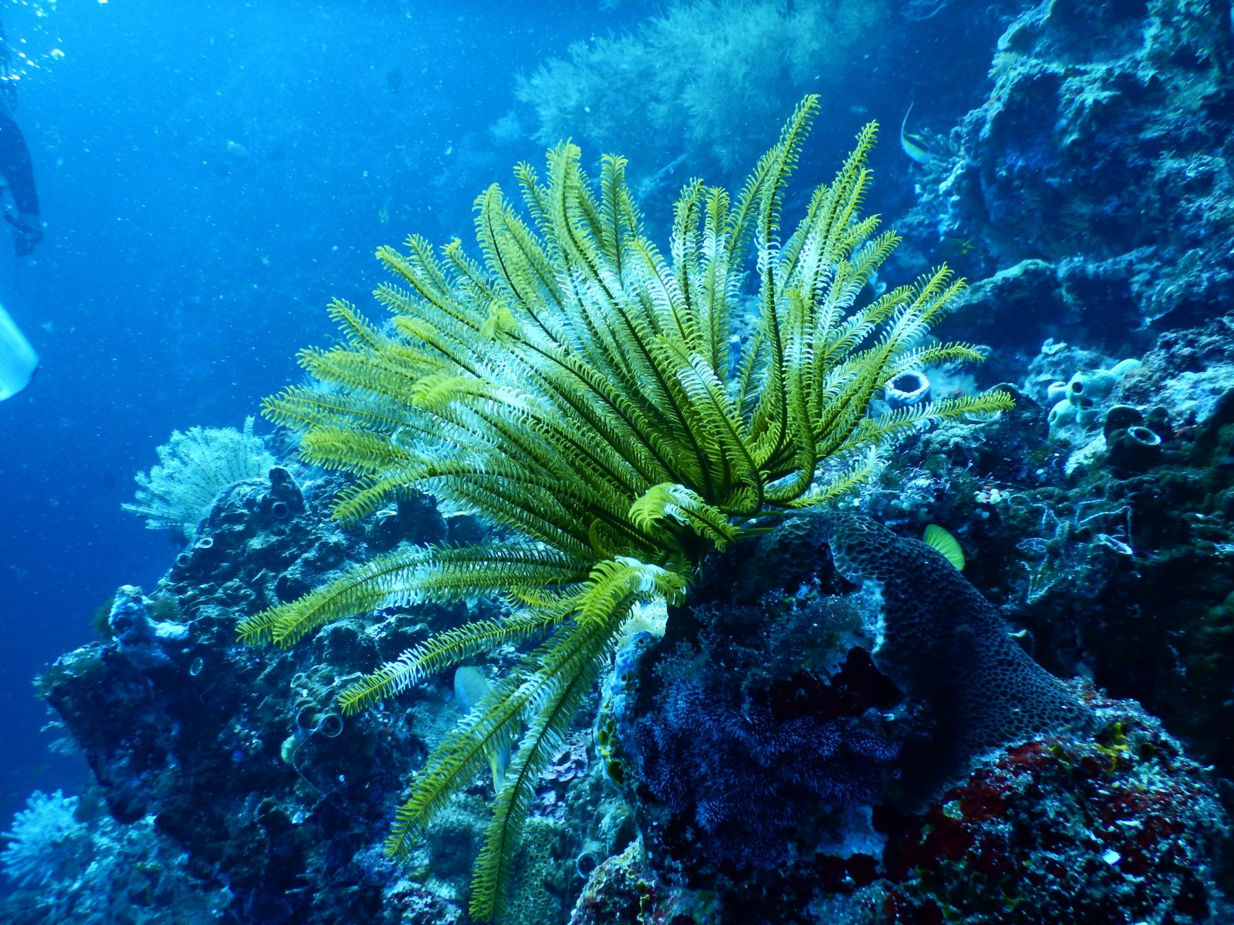 coral color verde - biodiversidad marina